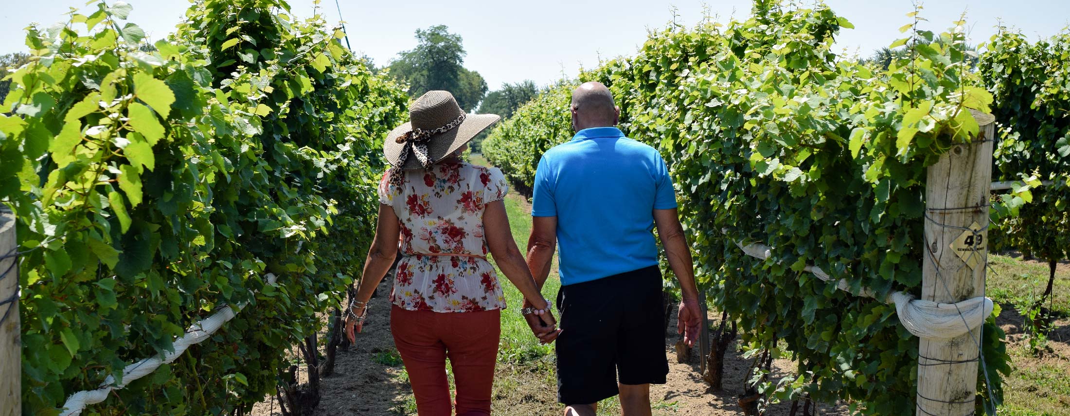 Couple in vineyard